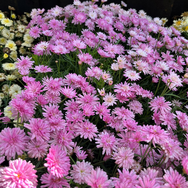 Argyranthemum Aramis Double Pink Argyranthemum Aramis Double Pink