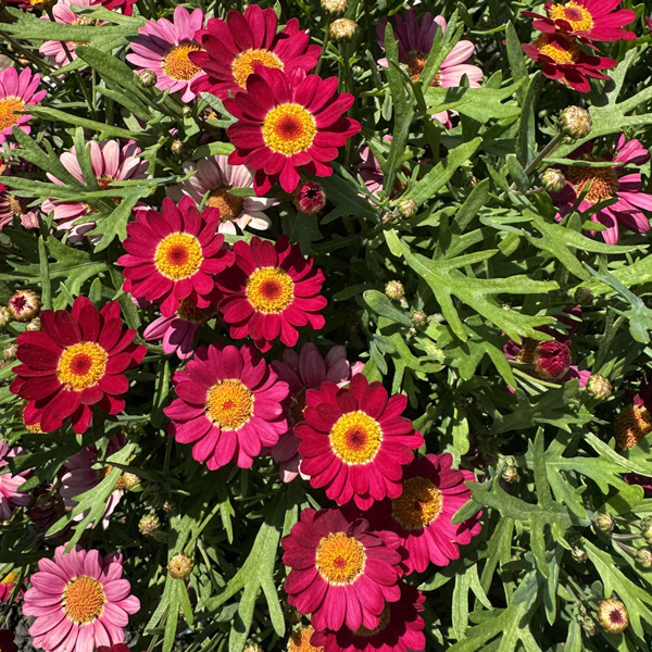 Argyranthemum Aramis Wine Red Argyranthemum Aramis Wine Red