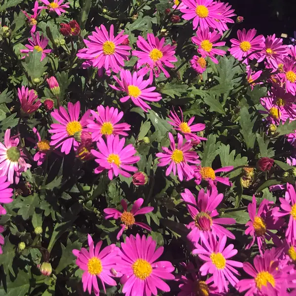 Brachyscome Fresco Bright Pink Brachyscome Fresco Bright Pink