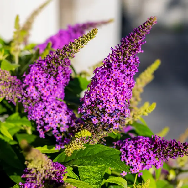 Buddleja Leah Raspberry Buddleja Leah Raspberry