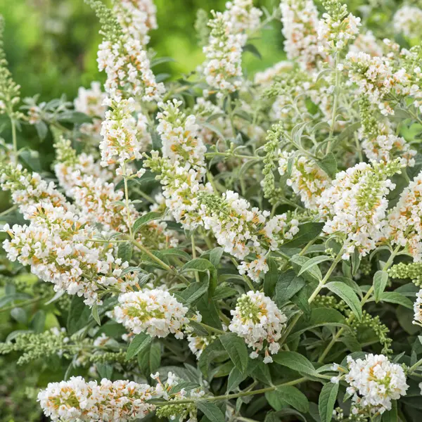 Buddleja Leah White Buddleja Leah White