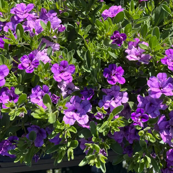 Calibrachoa Aloha Double Lavender Calibrachoa Aloha Double Lavender
