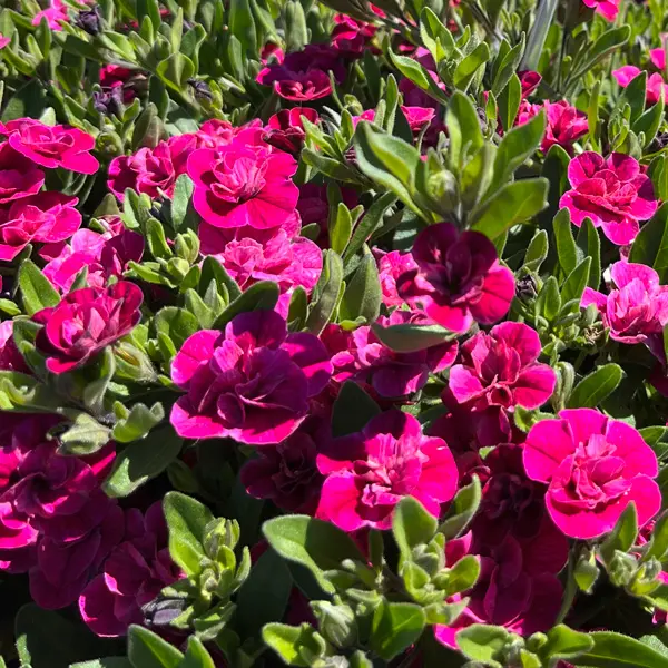 Calibrachoa Aloha Double Purple Calibrachoa Aloha Double Purple
