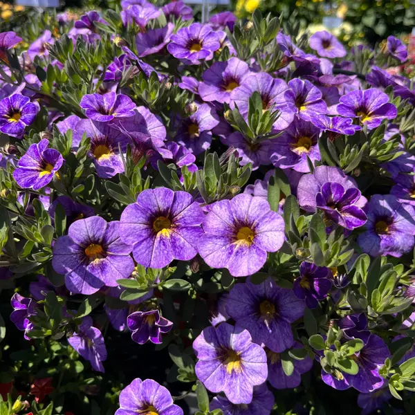 Calibrachoa Rainbow Bermuda Blue Calibrachoa Rainbow Bermuda Blue