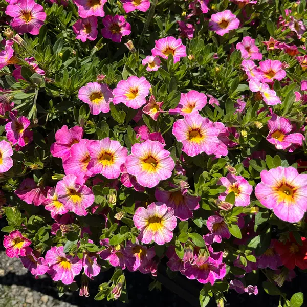 Calibrachoa Rainbow Parisian Pink Calibrachoa Rainbow Parisian Pink