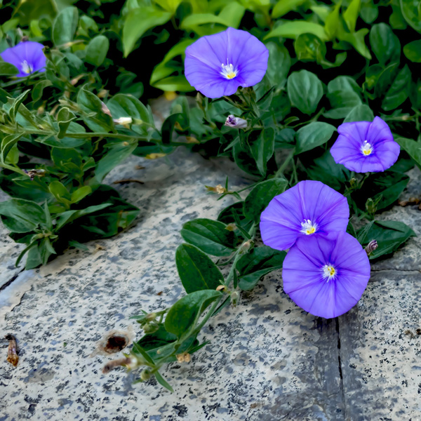 Convolvulus Manati Deep Blue Convolvulus Manati Deep Blue