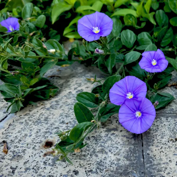 Convolvulus Manati Deep Blue Convolvulus Manati Deep Blue