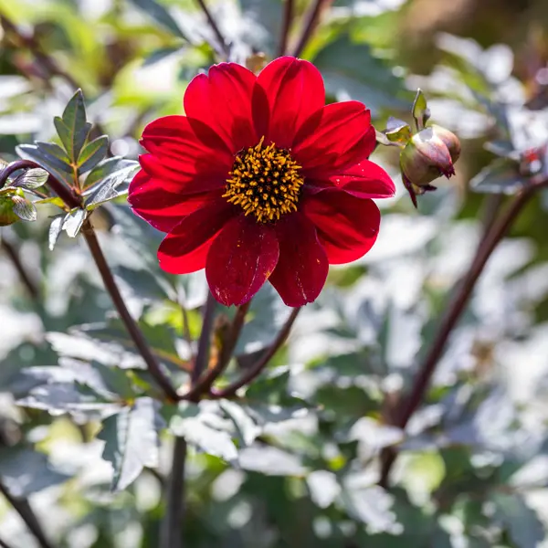 Dahlia Dahlegria Red