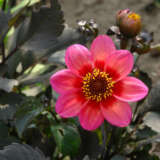 Dahlia Dahlegria Tricolour