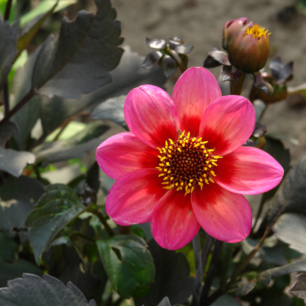 Dahlia Dahlegria Tricolour