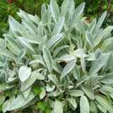 Lambs Ear- Stachys Big Ears Lambs Ear- Stachys Big Ears