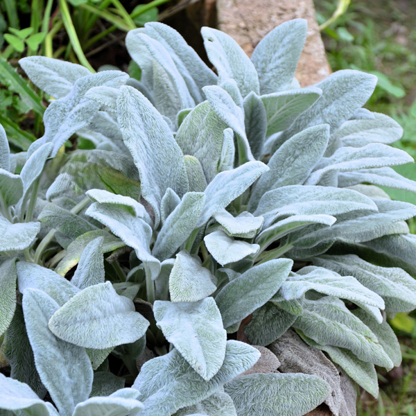 Lambs Ear- Stachys Big Ears
