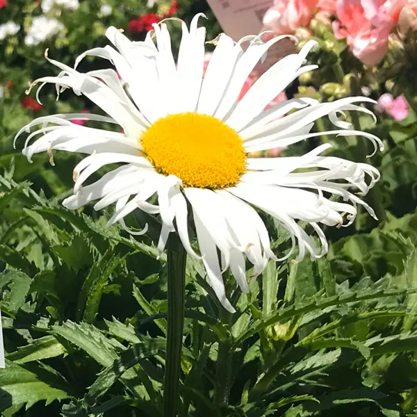 Leucanthemum Sweet Daisy Cher Leucanthemum Sweet Daisy Cher