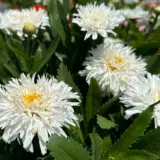 Leucanthemum Sweet Daisy Rebecca Leucanthemum Sweet Daisy Rebecca