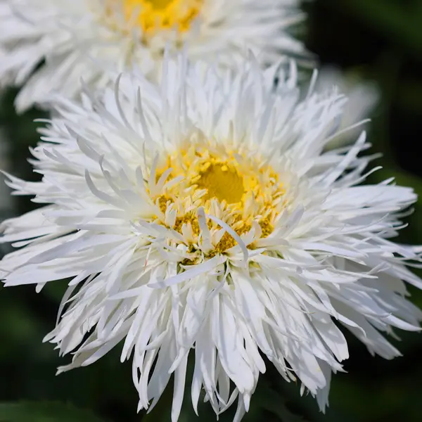 Leucanthemum Sweet Daisy Rebecca Leucanthemum Sweet Daisy Rebecca