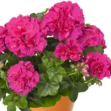Pelargonium Great Balls Of Fire Violet Blue Pelargonium Great Balls Of Fire Violet Blue