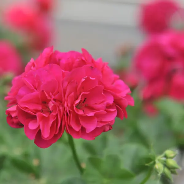Pelargonium Great Balls Of Fire Violet Blue Pelargonium Great Balls Of Fire Violet Blue