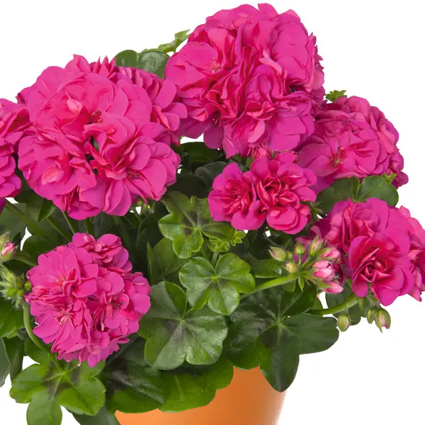 Pelargonium Great Balls Of Fire Violet Blue Pelargonium Great Balls Of Fire Violet Blue