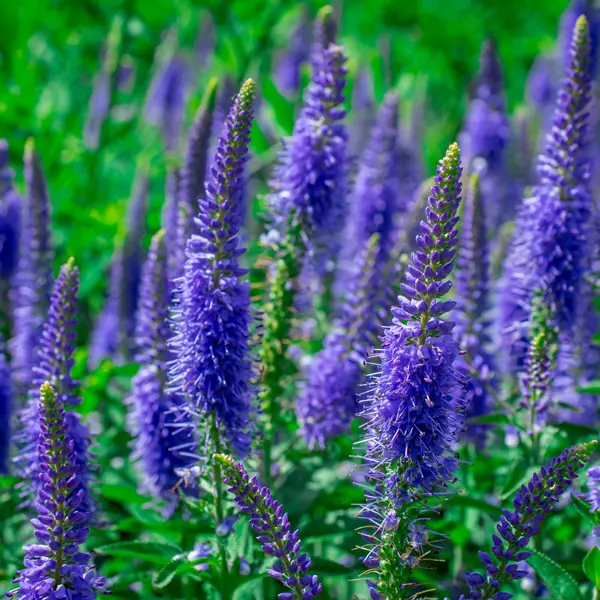 Veronica Skyler Splash Blue Veronica Skyler Splash Blue
