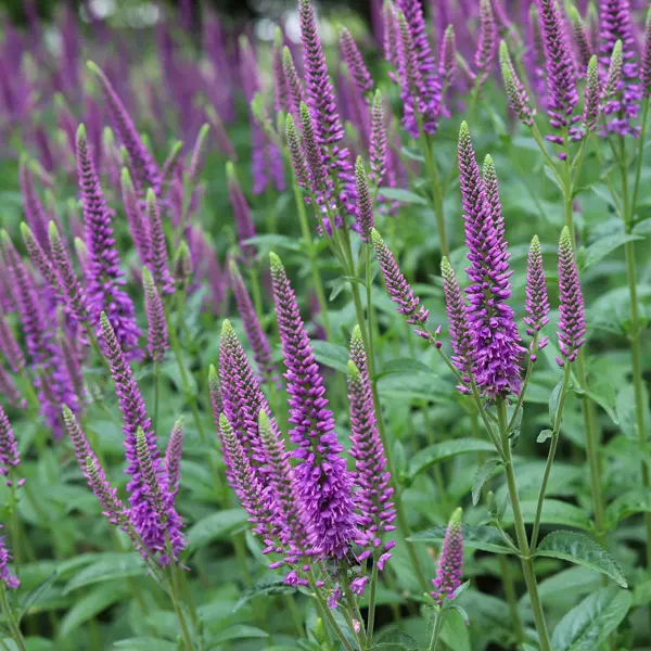 Veronica Skyler Splash Pink