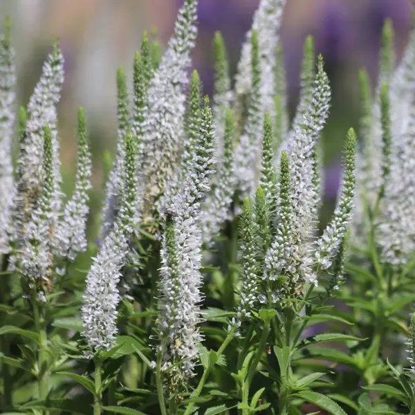Veronica Skyler Splash White