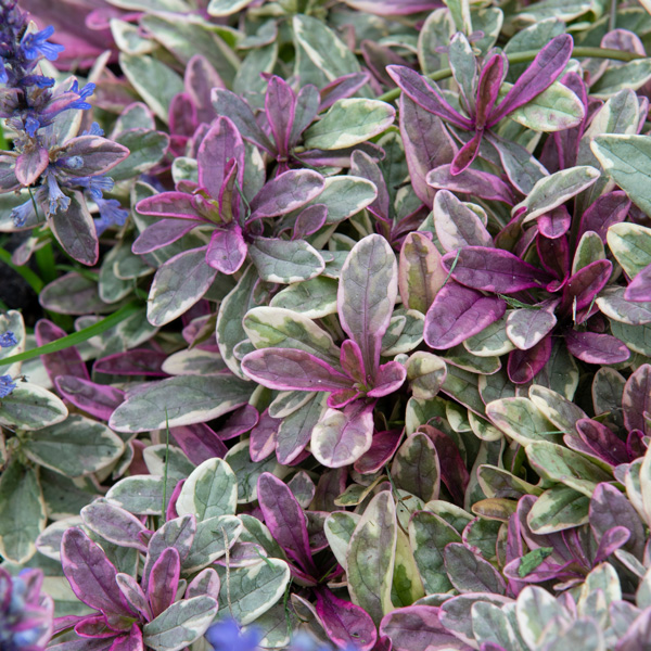 Ajuga Princess Nadia Ajuga Princess Nadia