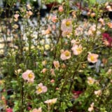 Alonsoa Mask Flower Apricot Alonsoa Mask Flower Apricot