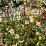 Alonsoa Mask Flower Apricot P68alomfl - Garden Express Australia