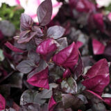 Alternanthera Choco Chili Alternanthera Choco Chili