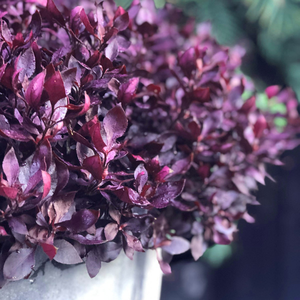 Alternanthera Choco Chili Alternanthera Choco Chili