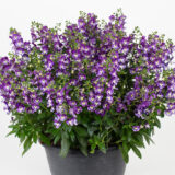 Angelonia Serafina Blue P14angsbl - Garden Express Australia