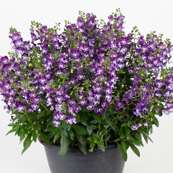 Angelonia Serafina Blue Angelonia Serafina Blue