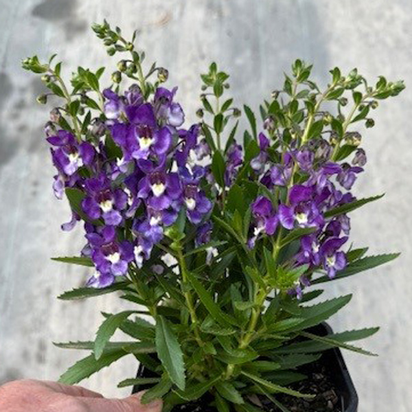 Angelonia Serafina Blue Angelonia Serafina Blue