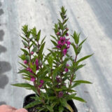 Angelonia Serafina Raspberry Angelonia Serafina Raspberry