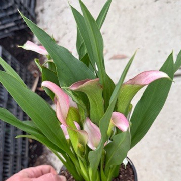Calla Lily Crystal Blush- Potted Calla Lily Crystal Blush- Potted