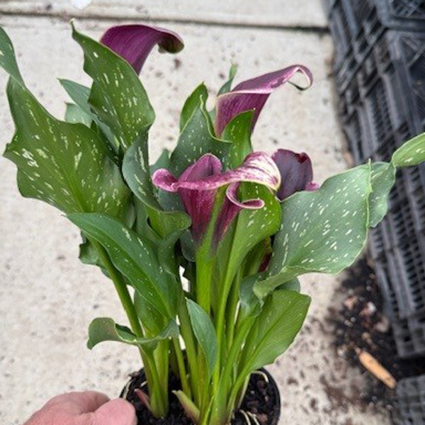 Calla Lily Dubai Nights- Potted Calla Lily Dubai Nights- Potted