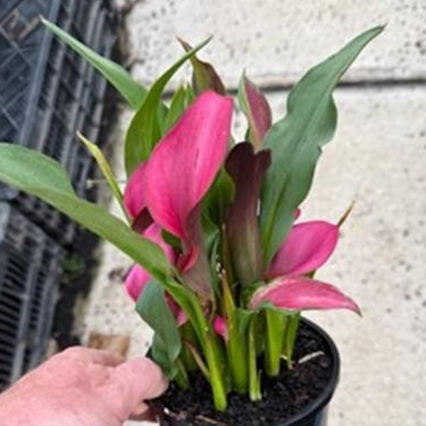 Calla Lily Pink Pop- Potted Calla Lily Pink Pop- Potted