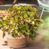 Coleus Stained Glass Window Presidio P68colsgp - Garden Express Australia