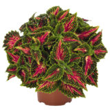 Coleus Stained Glass Window Spacecake Coleus Stained Glass Window Spacecake