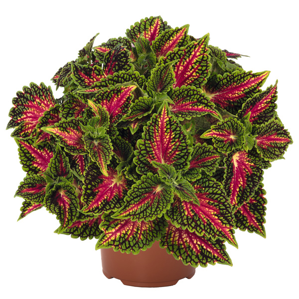 Coleus Stained Glass Window Spacecake Coleus Stained Glass Window Spacecake