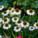 Echinacea White Meditation Echinacea White Meditation