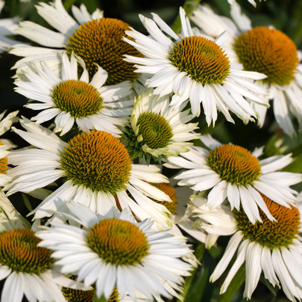 Echinacea White Meditation Echinacea White Meditation