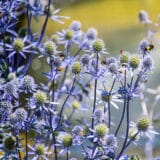 Eryngium Sea Holly Dwarf Blue Hobbit Eryngium Sea Holly Dwarf Blue Hobbit