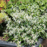 Euphorbia Diamond Star Euphorbia Diamond Star