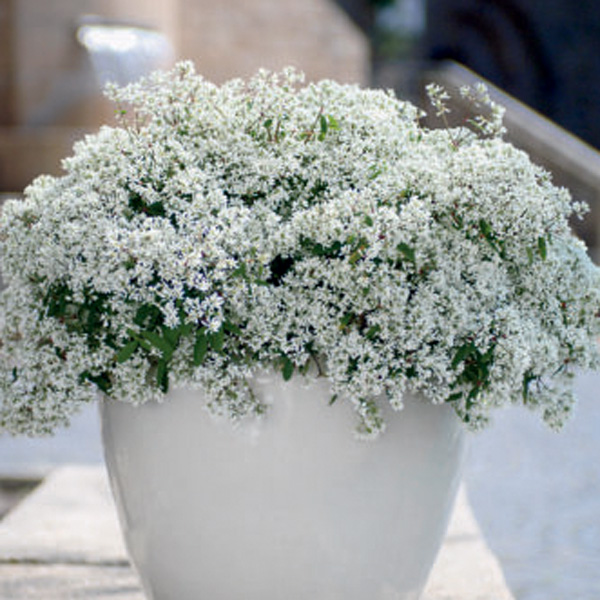 Euphorbia Diamond Star Euphorbia Diamond Star