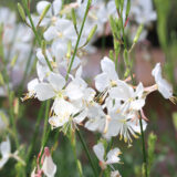 Gaura Gardis White P14gaugwh - Garden Express Australia