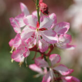 Gaura Gauriella Bicolor P14gaugbc - Garden Express Australia