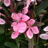 Gaura Steffi Blush Pink Gaura Steffi Blush Pink