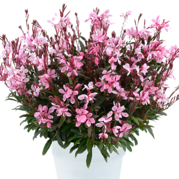 Gaura Steffi Blush Pink