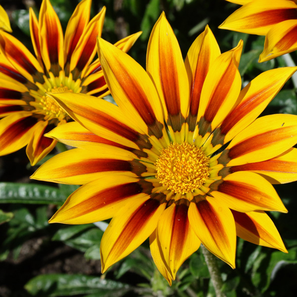 Gazania Daybreak Red Stripe Gazania Daybreak Red Stripe